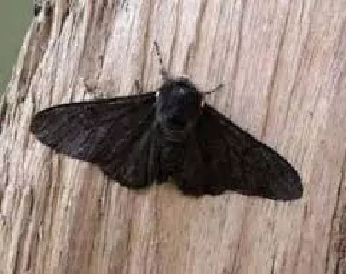 Gata Peluda Hylesia Nigricans